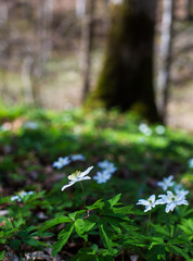 Wild anemones, Anemone nemorosa, in a birch forest