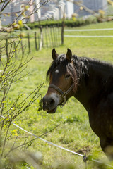 Naklejka premium Caballo