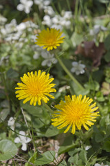 Bright Yellow Dandilion Flowers Close Up