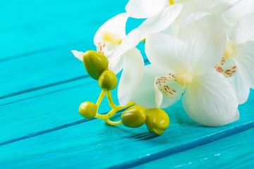 Poppy. Rememberance Day Red Poppy On Wooden Walkway