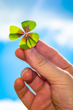green clover in hand