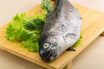 Raw fresh trout