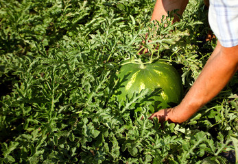 farmer harvested watermelons