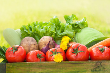 fresh organic vegetables outdoor