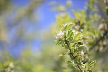 tree