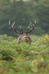 Red deer - Cervus elaphus