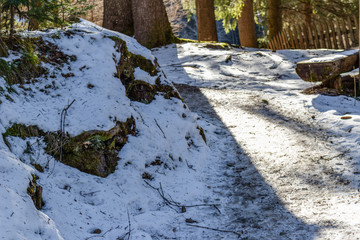 Walk path in alpine forest on Dolomites mountains