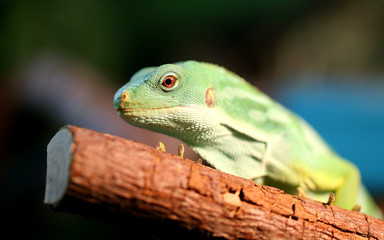 green iguana