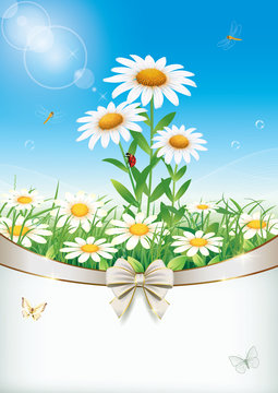 Flowery meadow with daisies