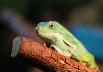 green iguana