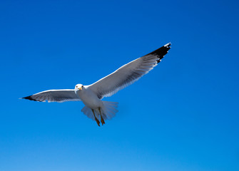 seagull flies against the blue sky