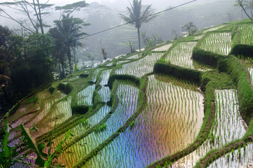 Terrace rice fields on Java, Indonesia - 81517778