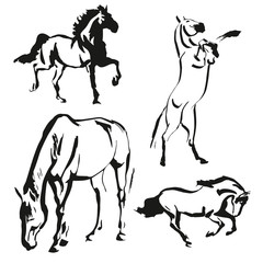 Horses