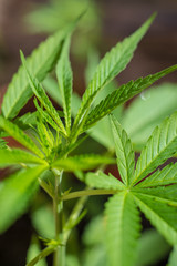 Home Farming. Marihuana Plants. Recreational Drug.