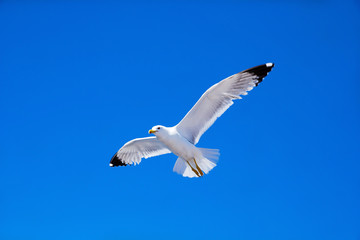 Obraz premium seagull flies against the blue sky
