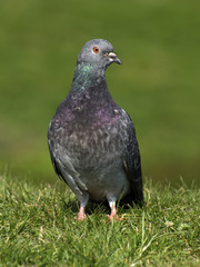 gołąb