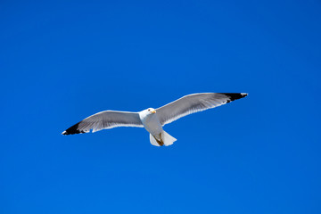 seagull flies against the blue sky