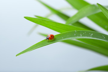 Ladybug on Leaf