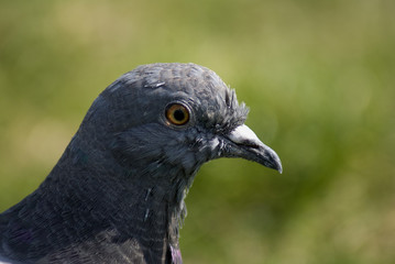 gołąb
