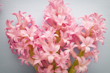 Fototapeta premium Hyacinth.