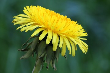 Dandelion - Taraxacum officinale