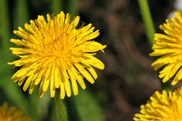 Dandelion - Taraxacum officinale