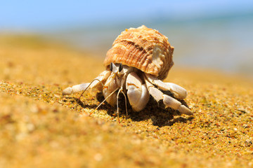Crab