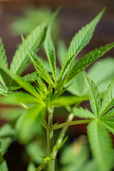 Home Farming. Marihuana Plants. Recreational Drug.