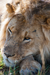 Lion in the savanna of Africa