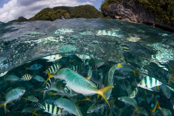 Reef Fish in Lagoon