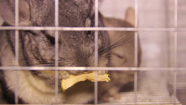 eating chinchilla