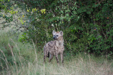 hyenas