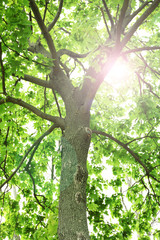 Fototapeta premium Beautiful tree with sun rays