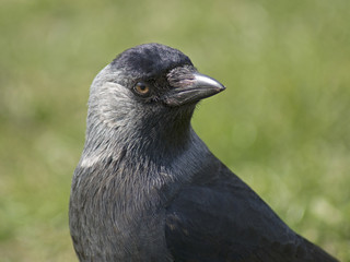 kawka