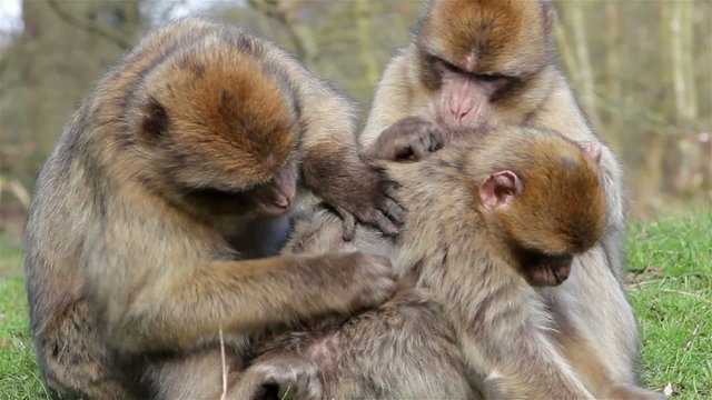 Beautiful Family of Young Monkeys Groom and Play - Barbary Macaques