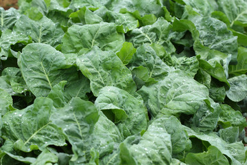 green lettuce vegetable of hydroponic cultivation