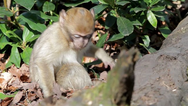 Baby Monkey Eating from Ground - Barbary Macaques of Algeria & Morocco
