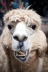 Obraz premium Closeup of sheared alpaca, a relative of the llama