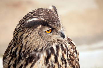 owl