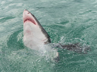 Great White Shark breaches water surface, showing head, teeth