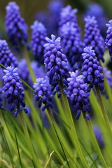 Grape Hyacinth Flowers