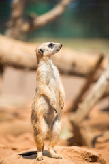 Fototapeta premium Alert meerkat standing on guard