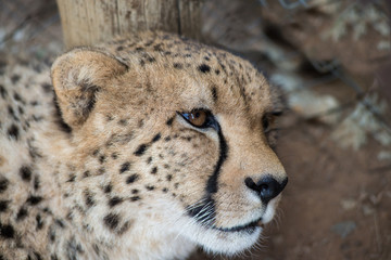 lieing cheetah