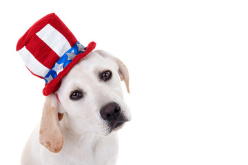 Patriotic Puppy Dog