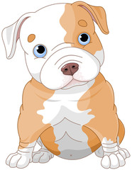 Pitbull puppy