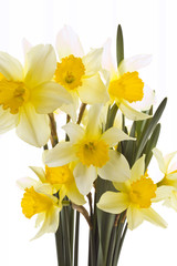 Obraz premium Narcissus Bouquet