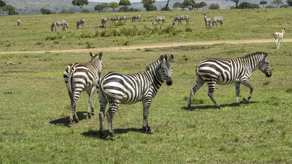 Fototapeta na wymiar zebra in Masai Mara National Park.