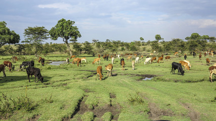 cows in Masai Mara National Park. © travelview