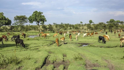 Fotobehang Afrika cows in Masai Mara National Park.  © travelview