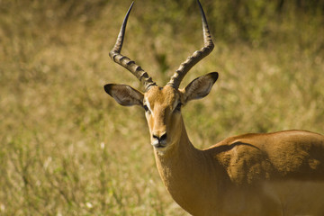 Antelope in Savana